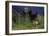 Red Fox (Vulpes Vulpes) Foraging for Scraps in Town House Garden Managed for Widlife-Terry Whittaker-Framed Photographic Print