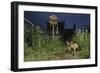 Red Fox (Vulpes Vulpes) Foraging for Scraps in Town House Garden Managed for Widlife-Terry Whittaker-Framed Photographic Print