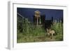 Red Fox (Vulpes Vulpes) Foraging for Scraps in Town House Garden Managed for Widlife-Terry Whittaker-Framed Photographic Print