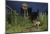 Red Fox (Vulpes Vulpes) Foraging for Scraps in Town House Garden Managed for Widlife-Terry Whittaker-Mounted Photographic Print