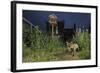 Red Fox (Vulpes Vulpes) Foraging for Scraps in Town House Garden Managed for Widlife-Terry Whittaker-Framed Photographic Print