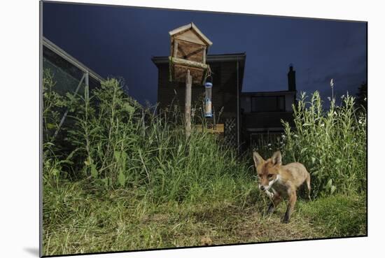 Red Fox (Vulpes Vulpes) Foraging for Scraps in Town House Garden Managed for Widlife-Terry Whittaker-Mounted Photographic Print