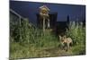 Red Fox (Vulpes Vulpes) Foraging for Scraps in Town House Garden Managed for Widlife-Terry Whittaker-Mounted Photographic Print