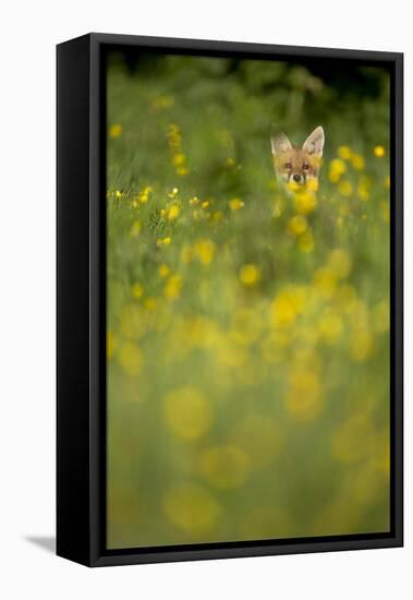 Red Fox (Vulpes Vulpes) in Meadow of Buttercups. Derbyshire, UK-Andy Parkinson-Framed Stretched Canvas