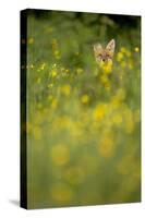 Red Fox (Vulpes Vulpes) in Meadow of Buttercups. Derbyshire, UK-Andy Parkinson-Stretched Canvas