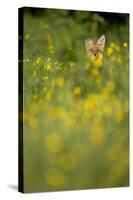 Red Fox (Vulpes Vulpes) in Meadow of Buttercups. Derbyshire, UK-Andy Parkinson-Stretched Canvas