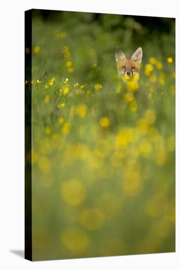 Red Fox (Vulpes Vulpes) in Meadow of Buttercups. Derbyshire, UK-Andy Parkinson-Stretched Canvas