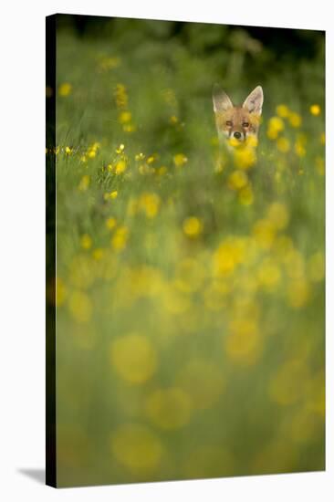 Red Fox (Vulpes Vulpes) in Meadow of Buttercups. Derbyshire, UK-Andy Parkinson-Stretched Canvas