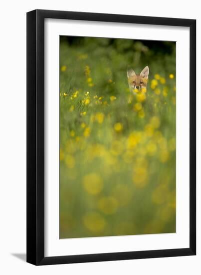 Red Fox (Vulpes Vulpes) in Meadow of Buttercups. Derbyshire, UK-Andy Parkinson-Framed Premium Photographic Print