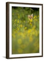 Red Fox (Vulpes Vulpes) in Meadow of Buttercups. Derbyshire, UK-Andy Parkinson-Framed Premium Photographic Print