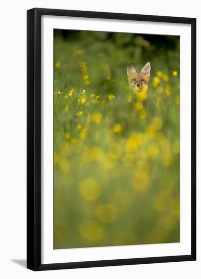Red Fox (Vulpes Vulpes) in Meadow of Buttercups. Derbyshire, UK-Andy Parkinson-Framed Premium Photographic Print