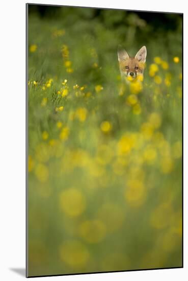 Red Fox (Vulpes Vulpes) in Meadow of Buttercups. Derbyshire, UK-Andy Parkinson-Mounted Premium Photographic Print