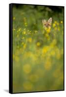 Red Fox (Vulpes Vulpes) in Meadow of Buttercups. Derbyshire, UK-Andy Parkinson-Framed Stretched Canvas