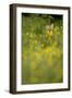 Red Fox (Vulpes Vulpes) in Meadow of Buttercups. Derbyshire, UK-Andy Parkinson-Framed Photographic Print