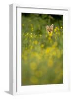 Red Fox (Vulpes Vulpes) in Meadow of Buttercups. Derbyshire, UK-Andy Parkinson-Framed Photographic Print