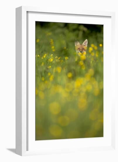 Red Fox (Vulpes Vulpes) in Meadow of Buttercups. Derbyshire, UK-Andy Parkinson-Framed Photographic Print