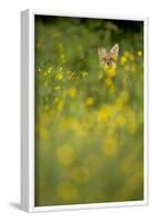 Red Fox (Vulpes Vulpes) in Meadow of Buttercups. Derbyshire, UK-Andy Parkinson-Framed Photographic Print