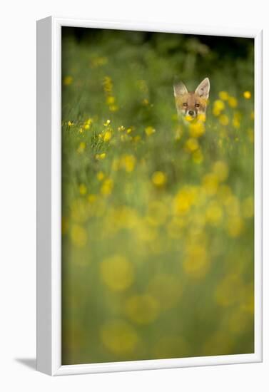 Red Fox (Vulpes Vulpes) in Meadow of Buttercups. Derbyshire, UK-Andy Parkinson-Framed Photographic Print