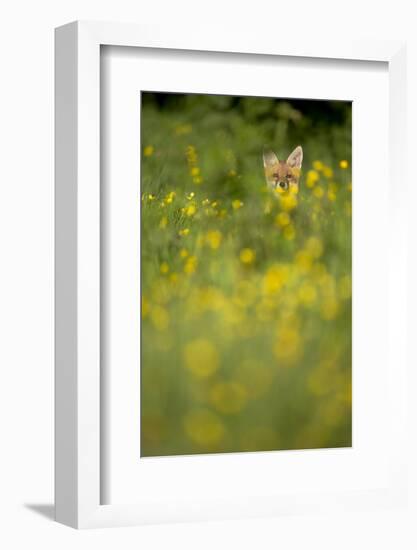 Red Fox (Vulpes Vulpes) in Meadow of Buttercups. Derbyshire, UK-Andy Parkinson-Framed Photographic Print
