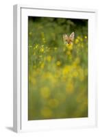 Red Fox (Vulpes Vulpes) in Meadow of Buttercups. Derbyshire, UK-Andy Parkinson-Framed Photographic Print