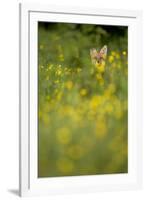 Red Fox (Vulpes Vulpes) in Meadow of Buttercups. Derbyshire, UK-Andy Parkinson-Framed Photographic Print