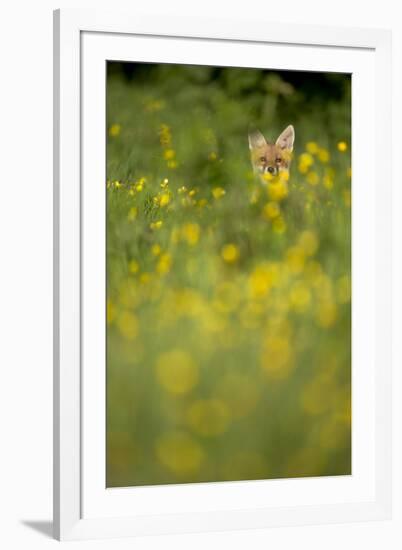 Red Fox (Vulpes Vulpes) in Meadow of Buttercups. Derbyshire, UK-Andy Parkinson-Framed Photographic Print