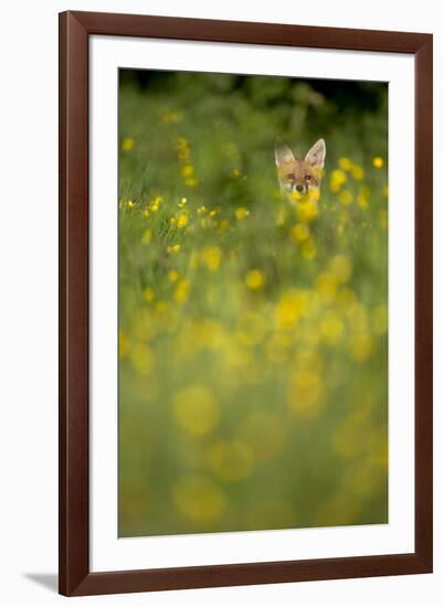 Red Fox (Vulpes Vulpes) in Meadow of Buttercups. Derbyshire, UK-Andy Parkinson-Framed Photographic Print