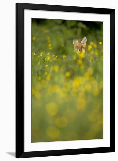 Red Fox (Vulpes Vulpes) in Meadow of Buttercups. Derbyshire, UK-Andy Parkinson-Framed Photographic Print