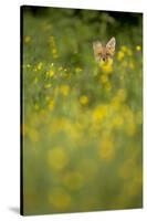 Red Fox (Vulpes Vulpes) in Meadow of Buttercups. Derbyshire, UK-Andy Parkinson-Stretched Canvas