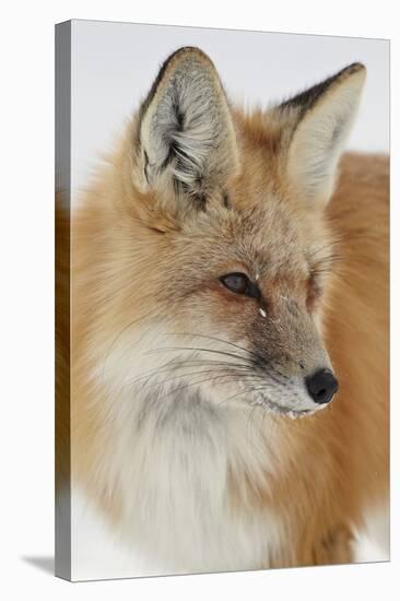 Red Fox (Vulpes Vulpes) in the Snow-James Hager-Stretched Canvas