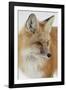 Red Fox (Vulpes Vulpes) in the Snow-James Hager-Framed Photographic Print