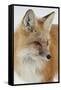 Red Fox (Vulpes Vulpes) in the Snow-James Hager-Framed Stretched Canvas