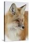 Red Fox (Vulpes Vulpes) in the Snow-James Hager-Stretched Canvas