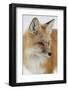 Red Fox (Vulpes Vulpes) in the Snow-James Hager-Framed Photographic Print