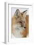 Red Fox (Vulpes Vulpes) in the Snow-James Hager-Framed Photographic Print