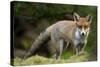 Red Fox (Vulpes Vulpes) Leicestershire, England, UK, September-Danny Green-Stretched Canvas