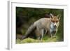 Red Fox (Vulpes Vulpes) Leicestershire, England, UK, September-Danny Green-Framed Photographic Print