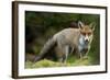 Red Fox (Vulpes Vulpes) Leicestershire, England, UK, September-Danny Green-Framed Photographic Print