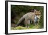 Red Fox (Vulpes Vulpes) Leicestershire, England, UK, September-Danny Green-Framed Photographic Print