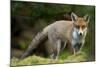 Red Fox (Vulpes Vulpes) Leicestershire, England, UK, September-Danny Green-Mounted Photographic Print