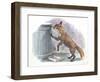 Red Fox Vulpes Vulpes Looking for Food in a Garbage Bin-null-Framed Giclee Print