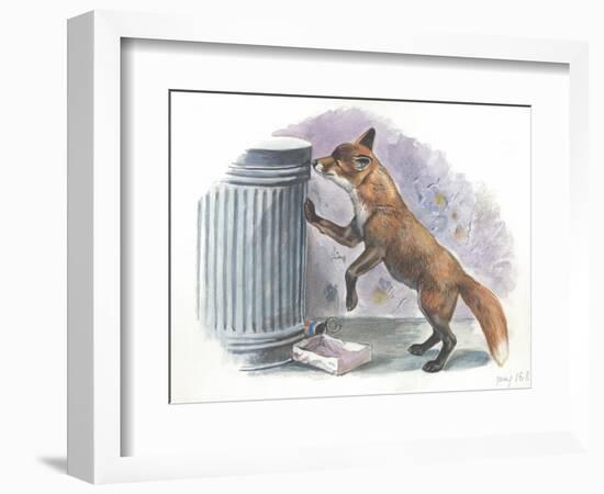 Red Fox Vulpes Vulpes Looking for Food in a Garbage Bin-null-Framed Giclee Print