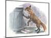 Red Fox Vulpes Vulpes Looking for Food in a Garbage Bin-null-Mounted Giclee Print