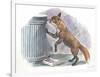 Red Fox Vulpes Vulpes Looking for Food in a Garbage Bin-null-Framed Giclee Print