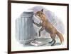 Red Fox Vulpes Vulpes Looking for Food in a Garbage Bin-null-Framed Giclee Print