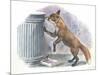 Red Fox Vulpes Vulpes Looking for Food in a Garbage Bin-null-Mounted Giclee Print