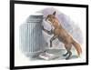 Red Fox Vulpes Vulpes Looking for Food in a Garbage Bin-null-Framed Giclee Print