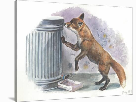Red Fox Vulpes Vulpes Looking for Food in a Garbage Bin-null-Stretched Canvas