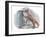 Red Fox Vulpes Vulpes Looking for Food in a Garbage Bin-null-Framed Giclee Print