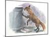 Red Fox Vulpes Vulpes Looking for Food in a Garbage Bin-null-Mounted Giclee Print